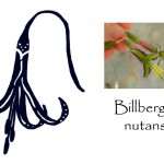 The Billbergia Flower