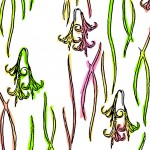 Billbergia Design