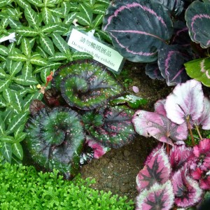 Begonias in Hong Kong Park