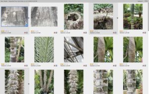 Botanic Garden Photos