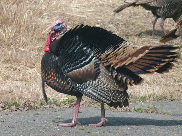 tom turkey will fluffed tail feathers