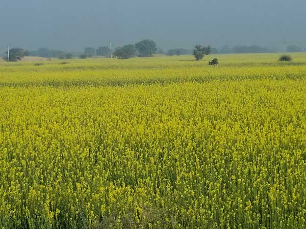 mustard fields