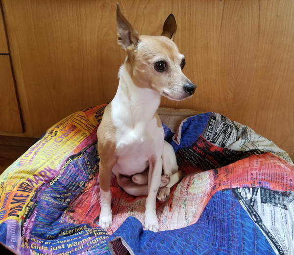 Dog on quilt